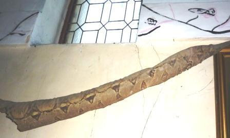 La moitié de la peau du serpent conservée à Belorado La moitié de la peau du serpent conservée à Belorado