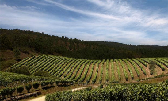 Une vigne de Galice