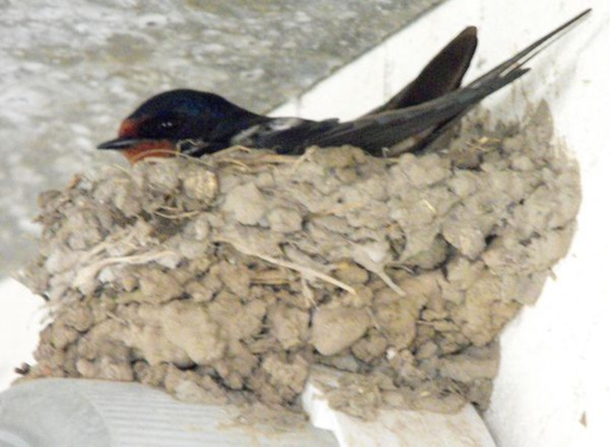 Turlurelle, la flèche d'azur noir, la sœur des éclairs (1), étape n° 18