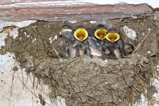 Bébés hirondelles au nid