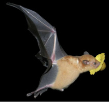 Chauve-souris buvant le nectar d'une fleur