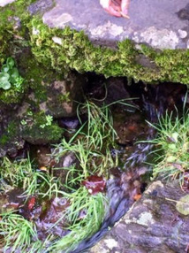 Ruisseau Saint-André Ruisseau Saint-André