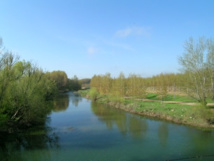 Sahagun, le long du Cea, la prairie des lances fleuries