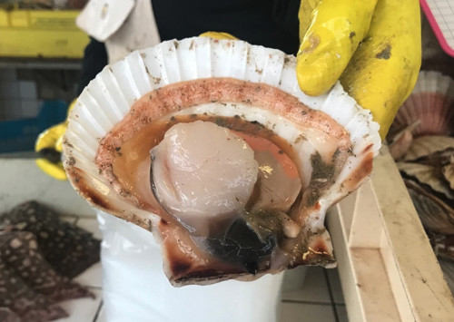 Une coquille Saint-Jacques. (©VL/ 76actu) Une coquille Saint-Jacques. (©VL/ 76actu)