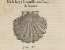 G. Rondelet illustration chap. XI