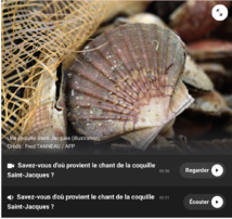 Comprendre et écouter le chant de la coquille Comprendre et écouter le chant de la coquille