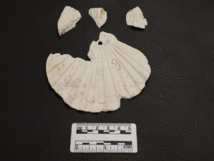 Une des deux coquilles trouvées dans les sépultures Une des deux coquilles trouvées dans les sépultures
