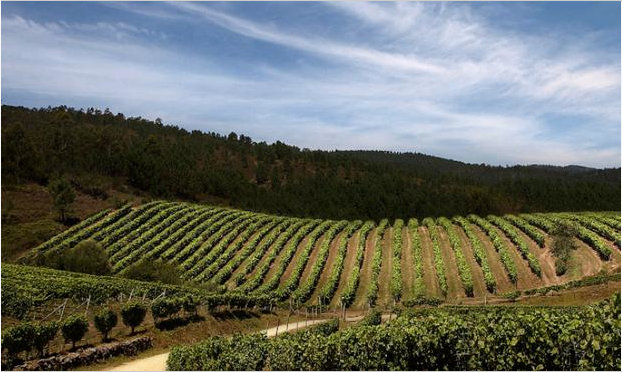 Une vigne de Galice