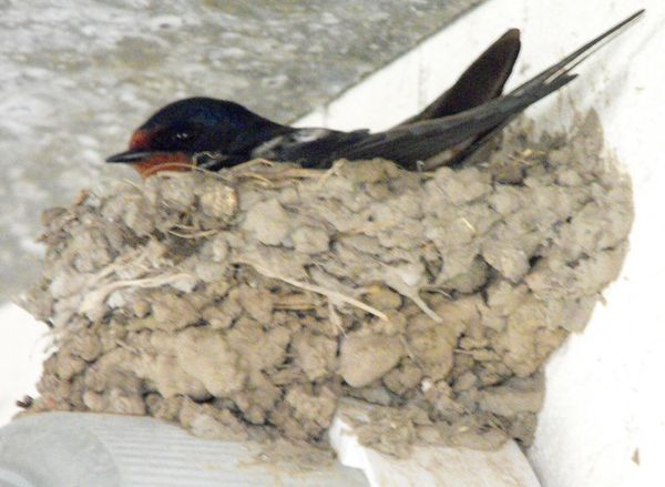 Turlurelle, la flèche d'azur noir, la sœur des éclairs (1), étape n° 18