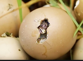 Un oeuf becqué