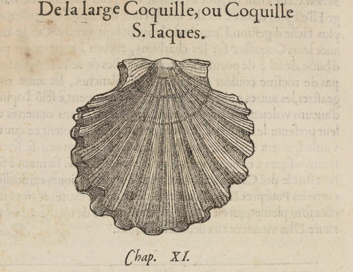G. Rondelet illustration chap. XI