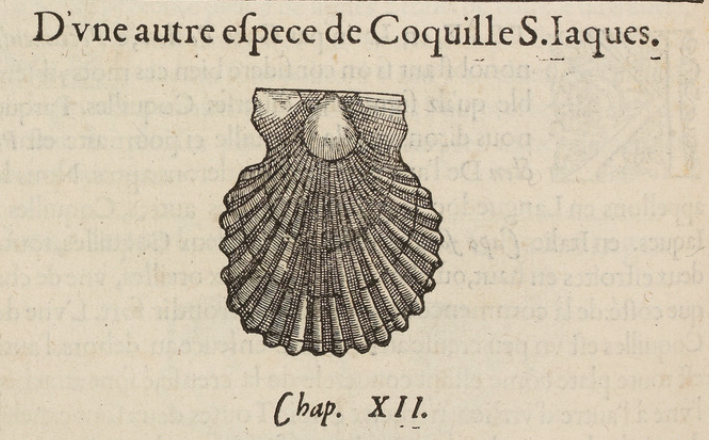              Le mariage de saint Jacques et de la coquille              lettre n° 122