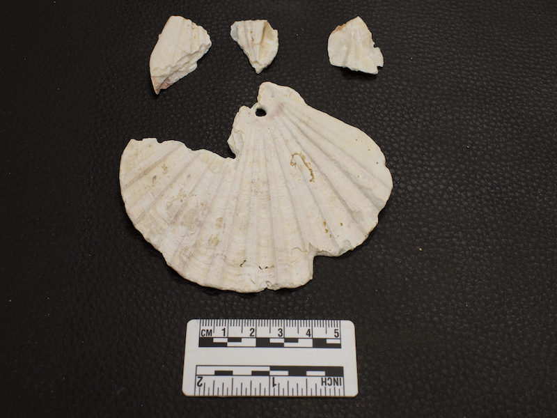 Une des deux coquilles trouvées dans les sépultures